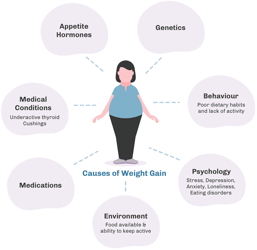 Weight Gain And Obesity Livofy Science Of Weightloss