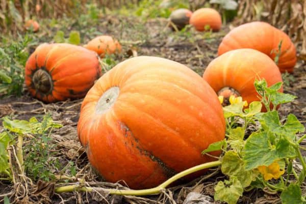 Health Benefits Of Pumpkin 600x401 