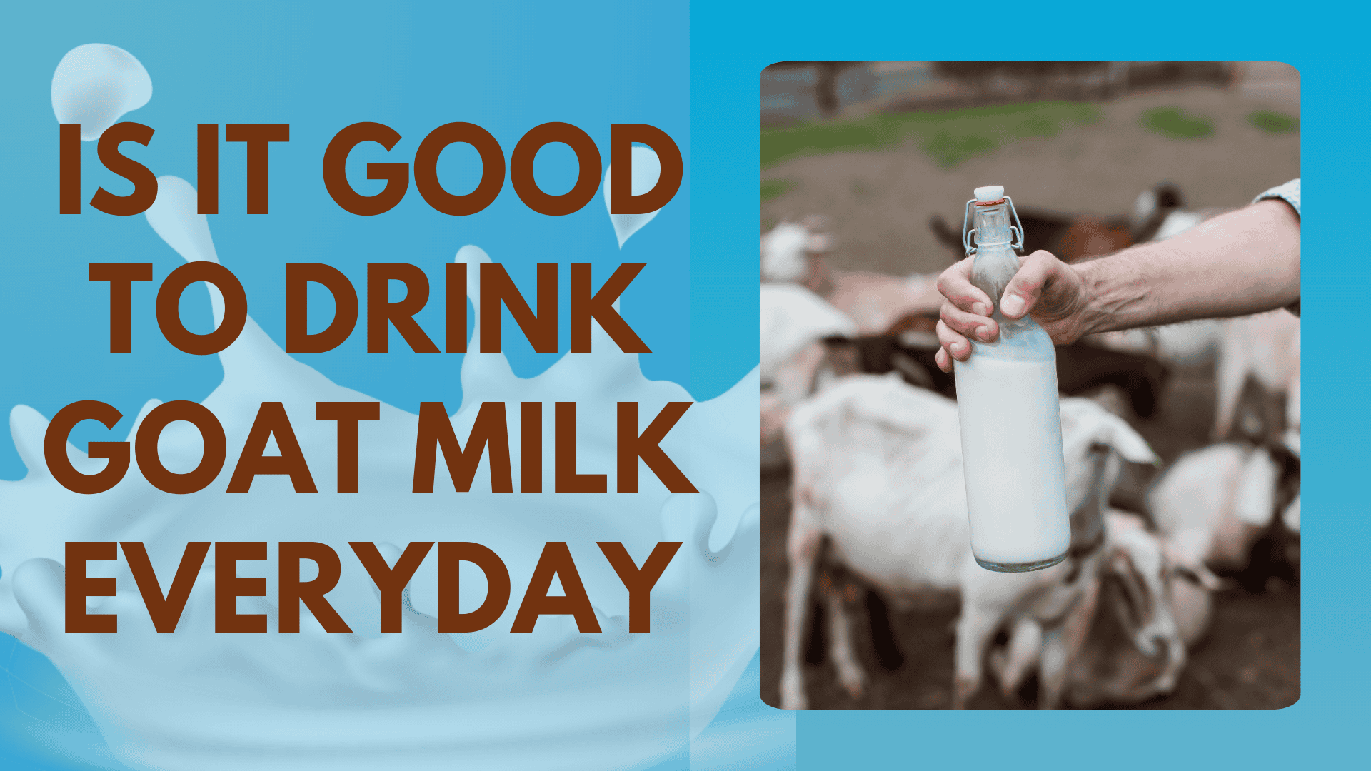 Is it good to drink goat milk everyday | Livofy